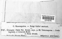 Uromyces viciae-fabae image